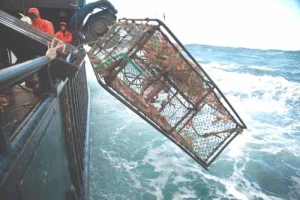 MARCO J0200 24 inch SWINGHAULER POT LINE HAULER / CRAB BLOCK